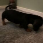 1 miniature Dachshund