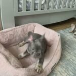 French bulldog males and females READY TO LEAVE