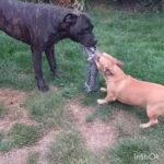 Frenchie Cross Jack Russell 3 1/2yrs old Male