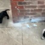 Delightful Cocker Spaniel pups 7 weeks old KC