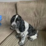 ***Cocker Spaniel Pups**** ?? READY TO LEAVE
