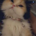 Calico Persian cat
