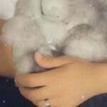 Pedigree Persian chinchilla kittens