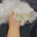 Persian Chinchilla extremely fluffy