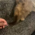 golden tip persian chinchilla kittens
