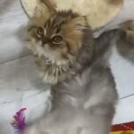 Ragdoll Prince