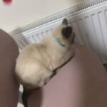 Blue point Ragdoll