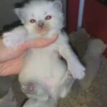 chocolate& lilac Ragdoll kittens