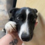 border collie