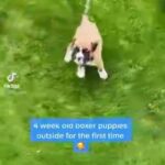 9 beautiful Boxer Puppies