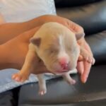 female pocket bully