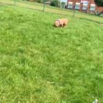 American bully
