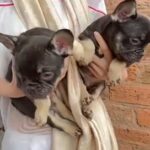 french bulldogs