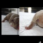 pocket bullys