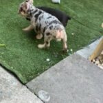 french bulldogs