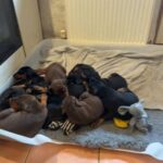 Doberman puppies