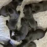 Beautiful Labrador x Flatcoated Retriever Puppies