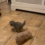 GCCF registered Persian kittens
