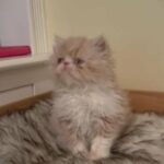 GCCF registered Persian boy ready to go in 2 weeks