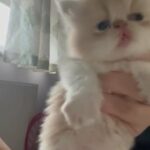 GCCF registered Persian kittens