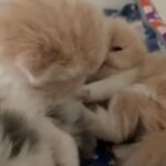 GCCF registered Persian kittens