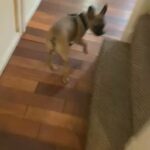 Lovely French Bull Dog