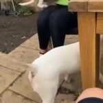 PENDING PAYMENT bull terrier female