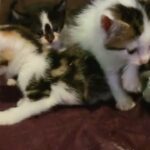 5 part Egyptian mau part maine-coon kittens