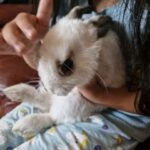 Free bunny