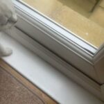 British Shorthair Colour Pointed male Kitten