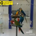 Rak-birds