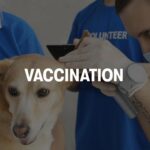 Free vets check, vaccination, deworming, and microchip