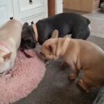 3 french bulldog for sale price in description