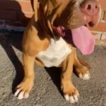 🔥🏆American Bully XL X American Bulldog Harlow male pup