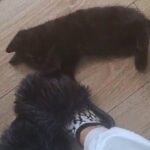 kittens ready to go