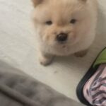 baby chow chows