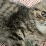 Show Quality Exotic Shorthair