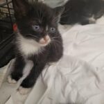 7 black and white kittens