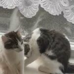 2 kittens £250 EACH (male), come with everything. delivery available