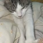 male kitten £190, comes with everything including bed and toys