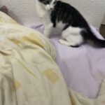 2 male kittens from the same litter £250 each.