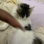 2 male kittens from the same litter, loveable and friendly, come with everything m.me. £250 each