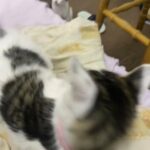 2 male kittens very lovable, friendly, litter trained. with all accessories such as 2 litter boxes and collars £250 each