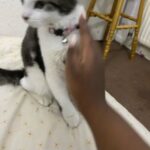male kitten