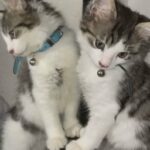 male kitten