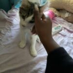 2 loving male kittens from the same litter 260 each. comes with everything, including food and litter boxes.