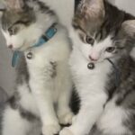 male kitten £70