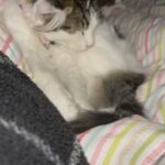male kitten, 250. comes with everything including toys and furniture spray