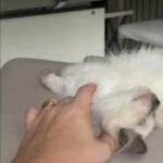 beautiful blue mitted ragdoll queen/diva ( FREYA) from gccf registered parents