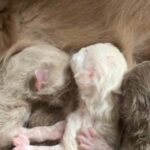 taking deposits for sept/oct mink & Sephia ragdolls